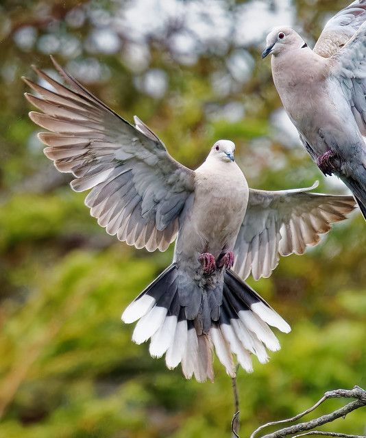 Eurasian Collared-Doves