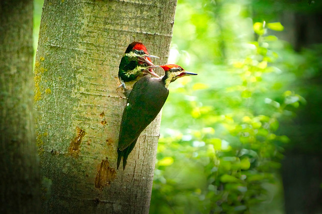 Pileated Woodpecker With Begging Young