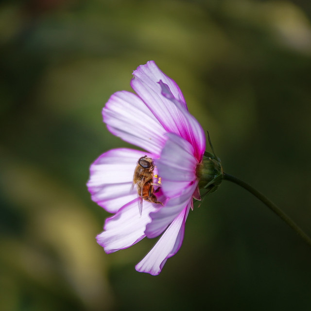 Hoverfly on a Pink flower