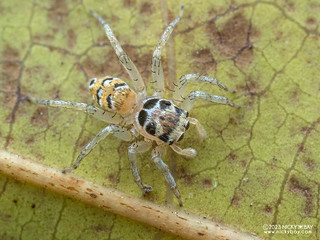Jumping spider (Phintella sp.) - P5230173