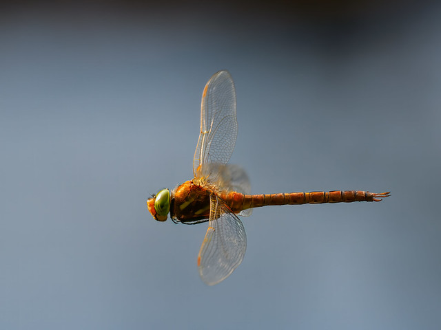 Libelle im Flug - Dragonfly in Flight (Keilfleck-Mosaikjungfer - Green-eyed hawker)
