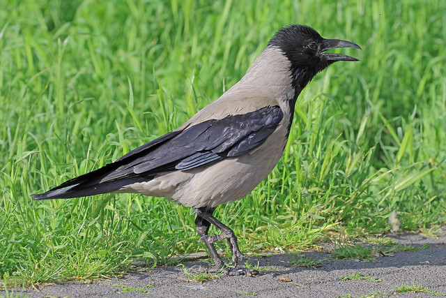 Gralha cinzenta - Corvus cornix  - Hooded crow