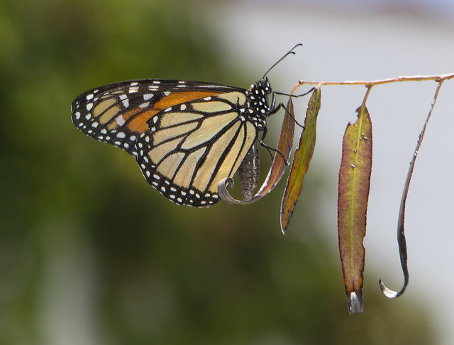 Monarch, male (Danaus plexippus)