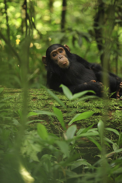 The Infant female Chimpanze