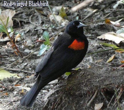 aB761 Folsom Birdwatching | by FolsomNatural