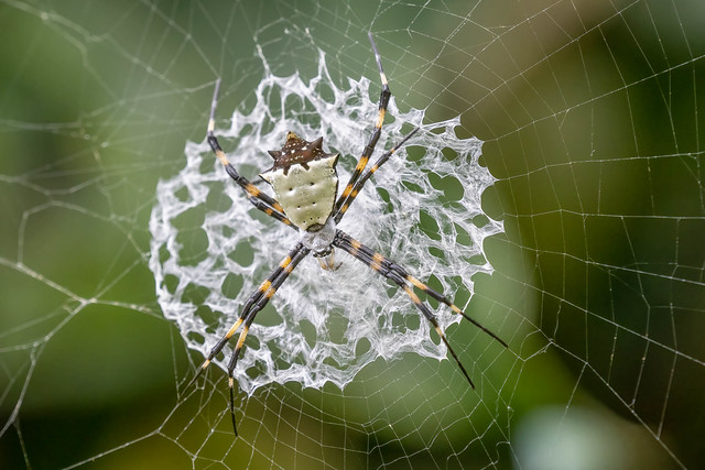 Orbweb spider (1 of 3)