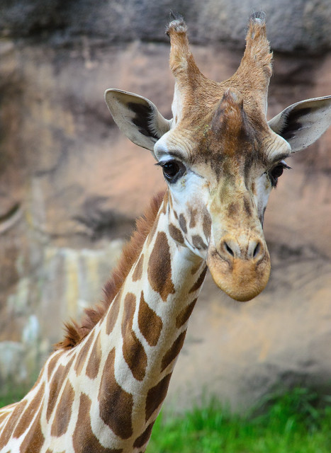 Giraffe looking at camera closeup