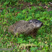 Woodchuck [Marmota monax] aka "Groundhog"
