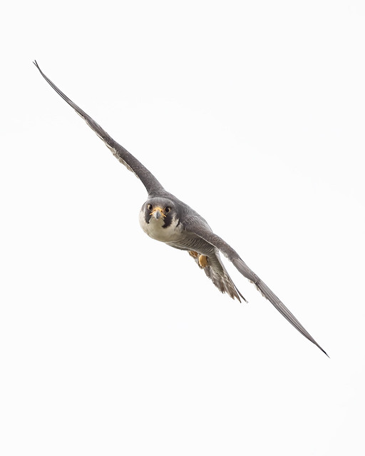 Peregrine Falcon, Falco peregrinus, Cambridge, UK