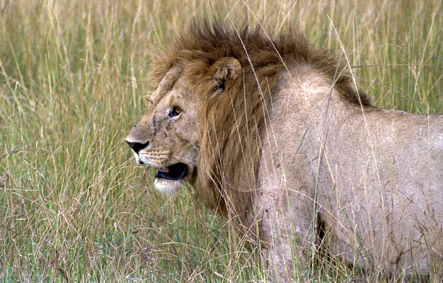 Battle scarred lion in the tall grass of Kenya's Masai Mara