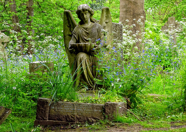 A Cemetery Angel