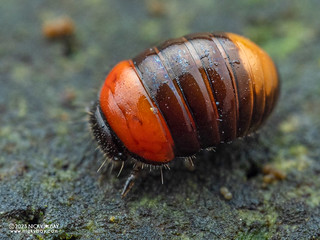 Darkling beetle larva (Derispia sp.) - P5229861