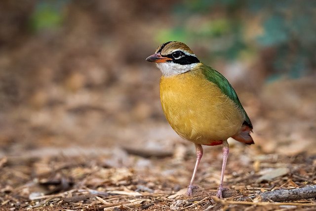 An Immature Indian Pitta foraging on the ground