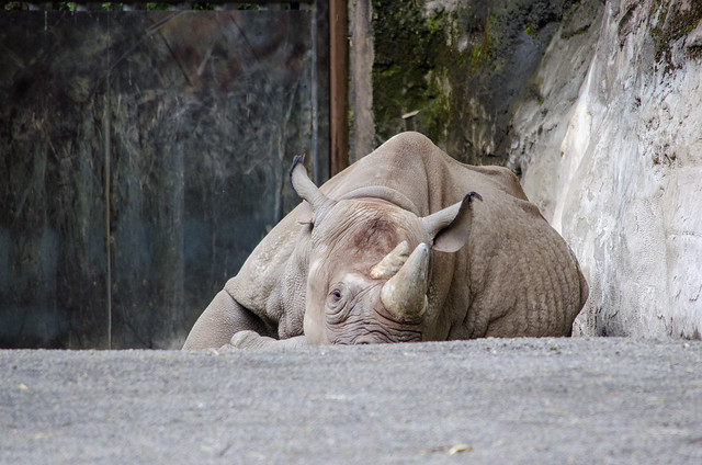 Rhinoceros resting on the ground