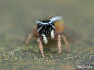 Jumping spider (Dendroicius sp.) - P5230009