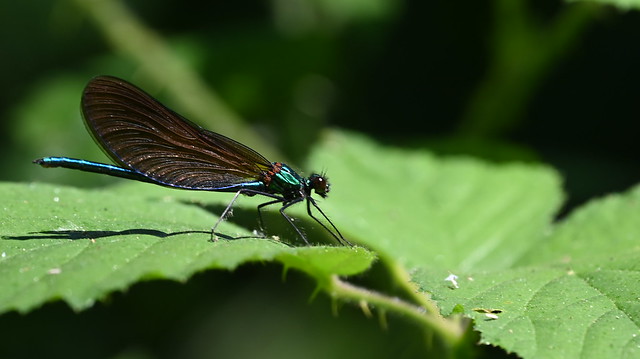Male Banded Demoiselle at Fox Hill
