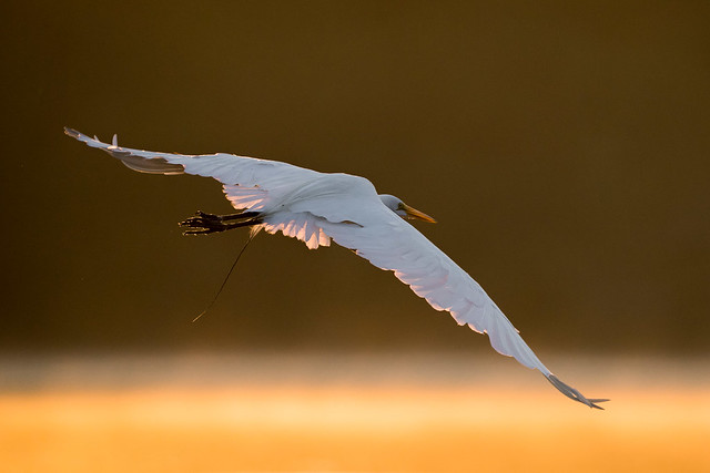 Reentry (Great Egret)