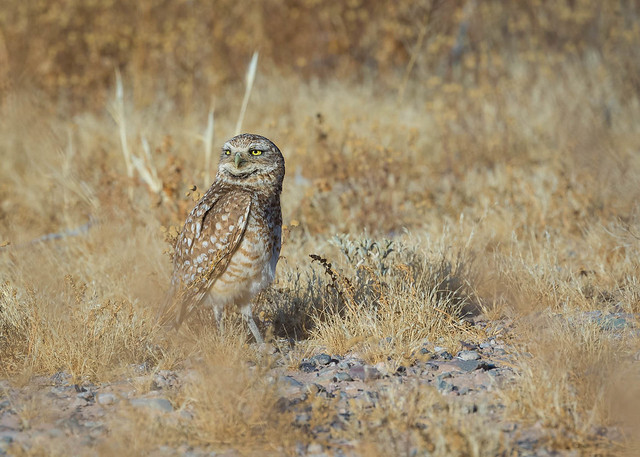 Burrowing Owl Watching for Predators