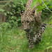 Nordpersischer Leopard (Panthera pardus saxicolor)