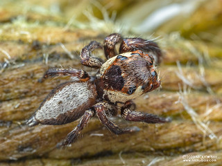 Jumping spider (Pancorius sp.) - P5230166