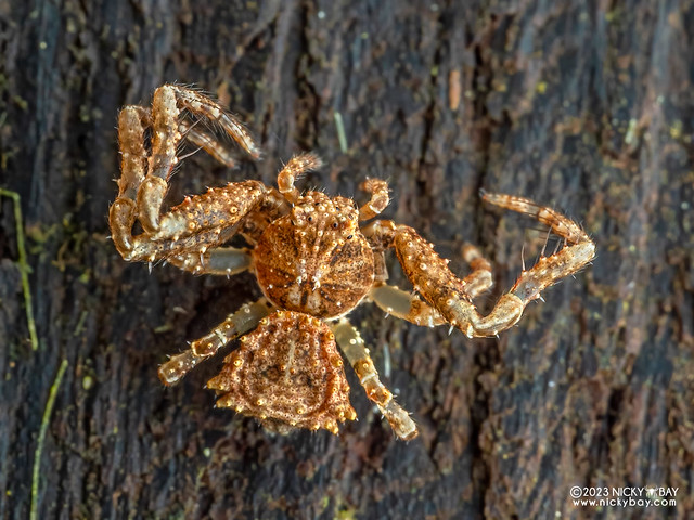Bird dung crab spider (Phrynarachne sp.) - P5230084