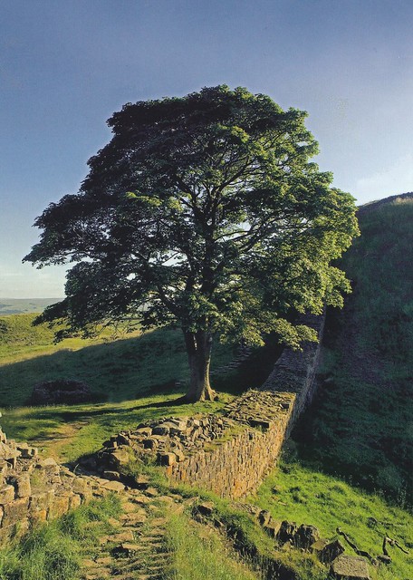 UK - Northumberland National Park (Hadrian's Wall - Sycamore Gap)