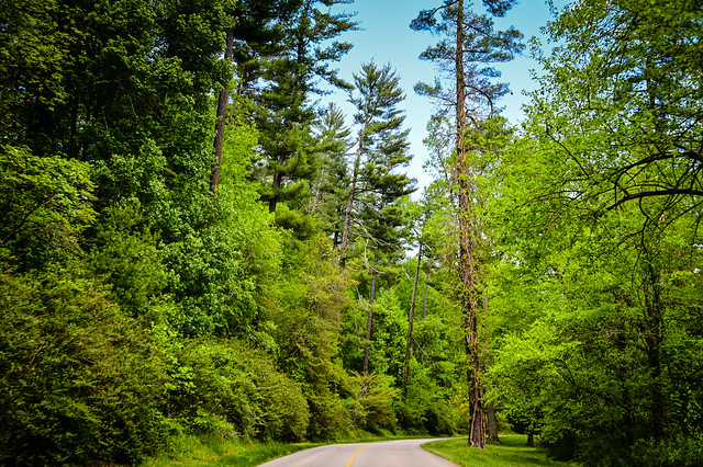 Drive through the Biltmore Estate grounds with tall Pine trees - Asheville NC