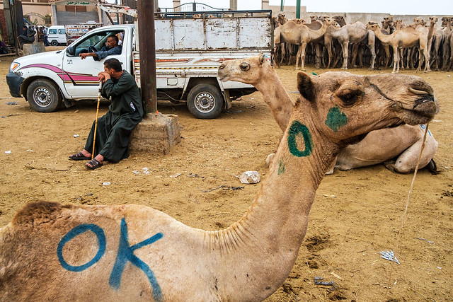 Camel market - Birqash, Egypt
