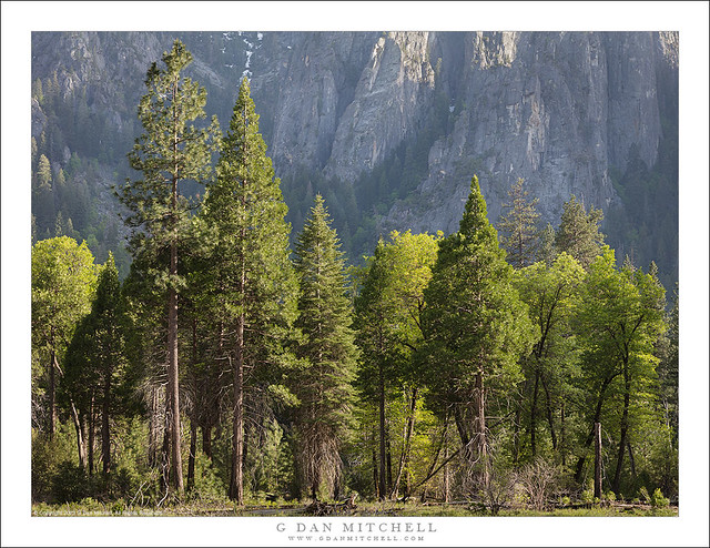 Yosemite Forest and Cliffs