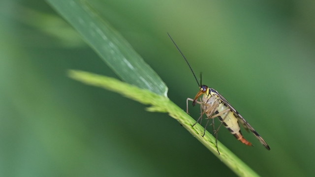 Scorpionfly at Fox Hill