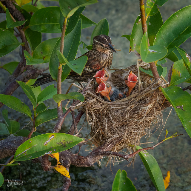 Red-winged Blackbird Feeding Time (1 of 1)