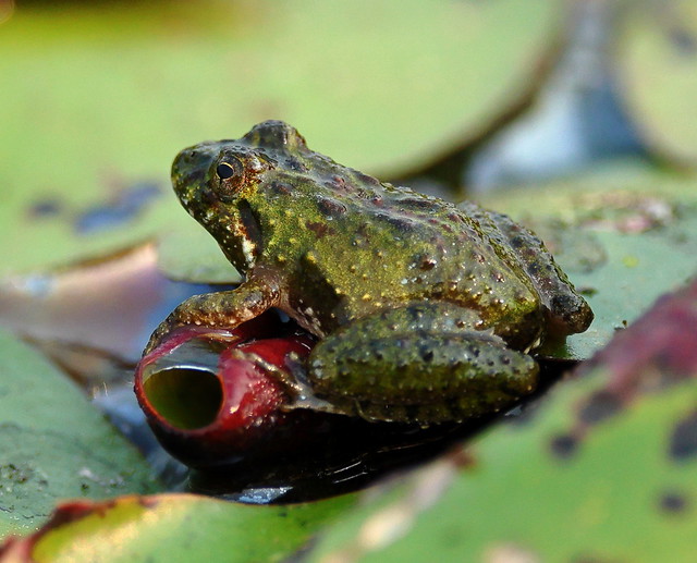 Eastern Cricket Frog6
