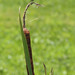 Flickr photo 'Broadleaf Cattail (Typha latifolia) with Four-spotted Pennant' by: Mary Keim.