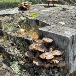 Mushrooms in the Gravelly Range of the Beaverhead-Deerlodge National Forest southwest of Ennis, MT May 2023. Photo courtesy of Samsara Chapman-Duffey