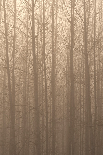 Trees silhouetted in fog