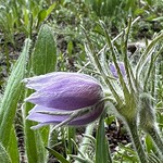 Pasqueflower in the Gravelly Range of the Beaverhead-Deerlodge National Forest southwest of Ennis, MT May 27, 2023. Photo courtesy of Samsara Chapman-Duffey