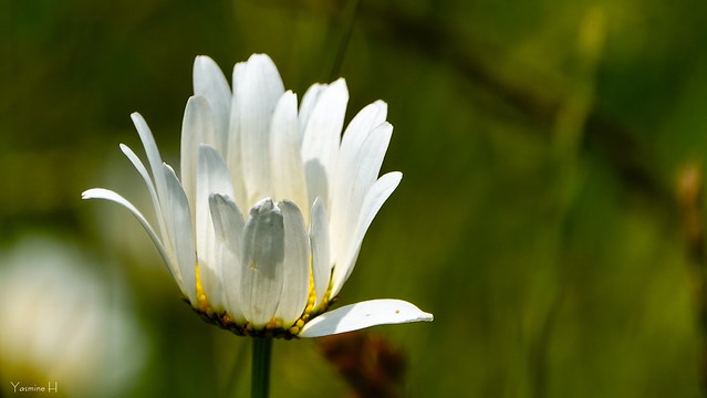 12147 - A Single White Flower