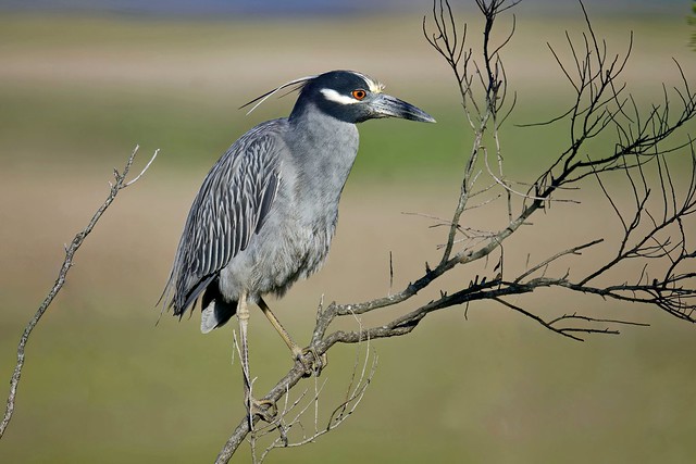 A Yellow-crowned Night Heron