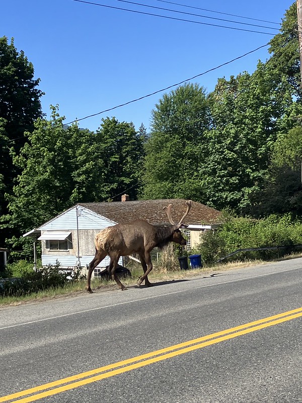 BC Highway 4 - Cameron Lake Bluffs Wildfire-Elk on detour route