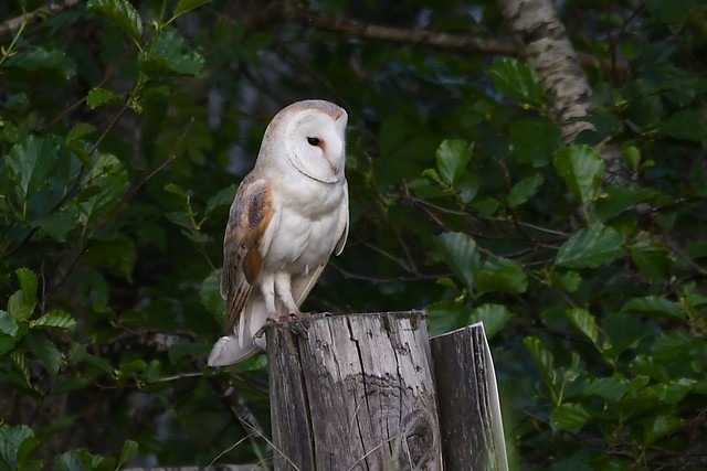 Barn Owl ….