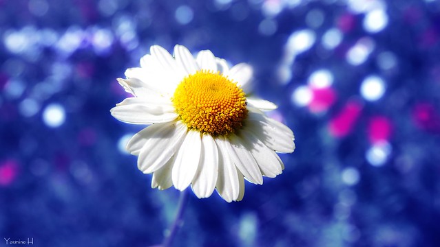 12148 - A Single White Flower