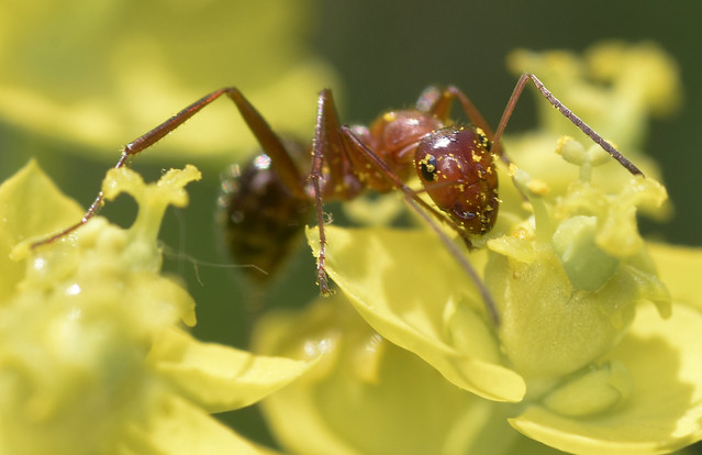 6.2 mm field ant