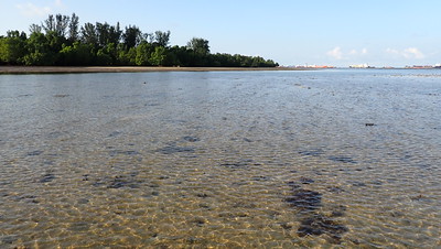 Seagrass situation at Pulau Semakau (West), Jun 2023