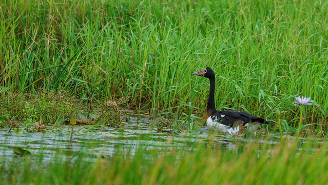 Magpie Goose Only Found in Northern Australia Swimming Among Grasses - Northern BBS 25