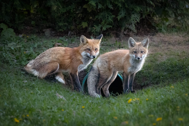 Red Foxes - Mother and kit