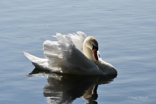 Swan (155/365) - Explored