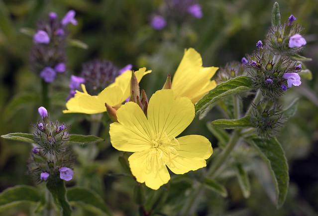 Yellow sundrops blooming