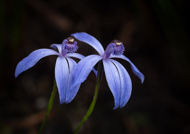Blue Fairy Orchid- Pheladenia deformis