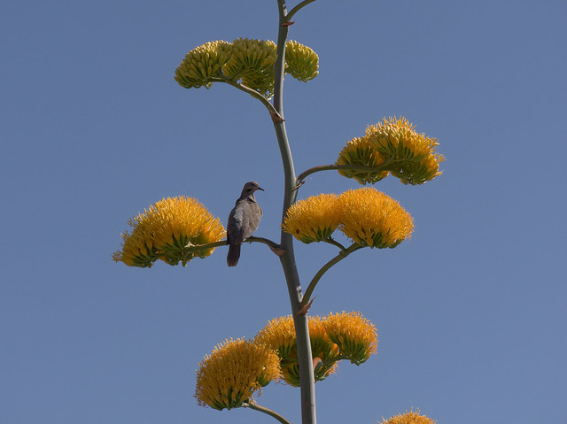 Dove on agave stalk at Tohono Chul, June 2023