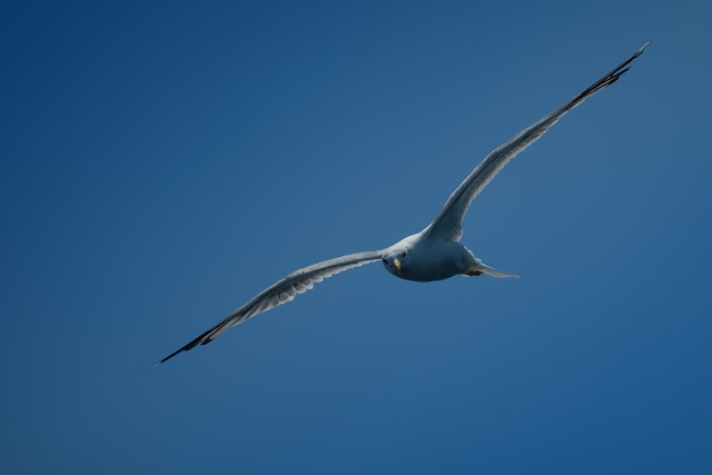 seagull flying in clear blue sky towards the sun